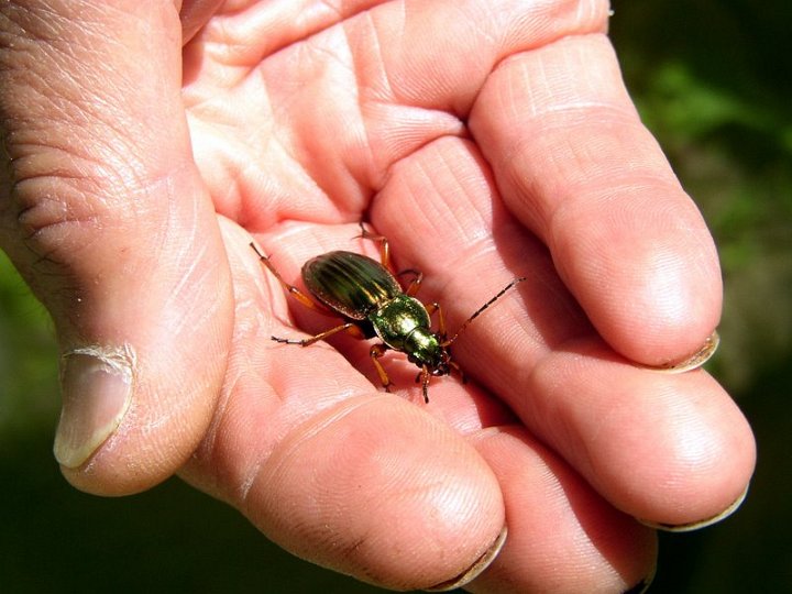 Carabe doré   Carabus auratus